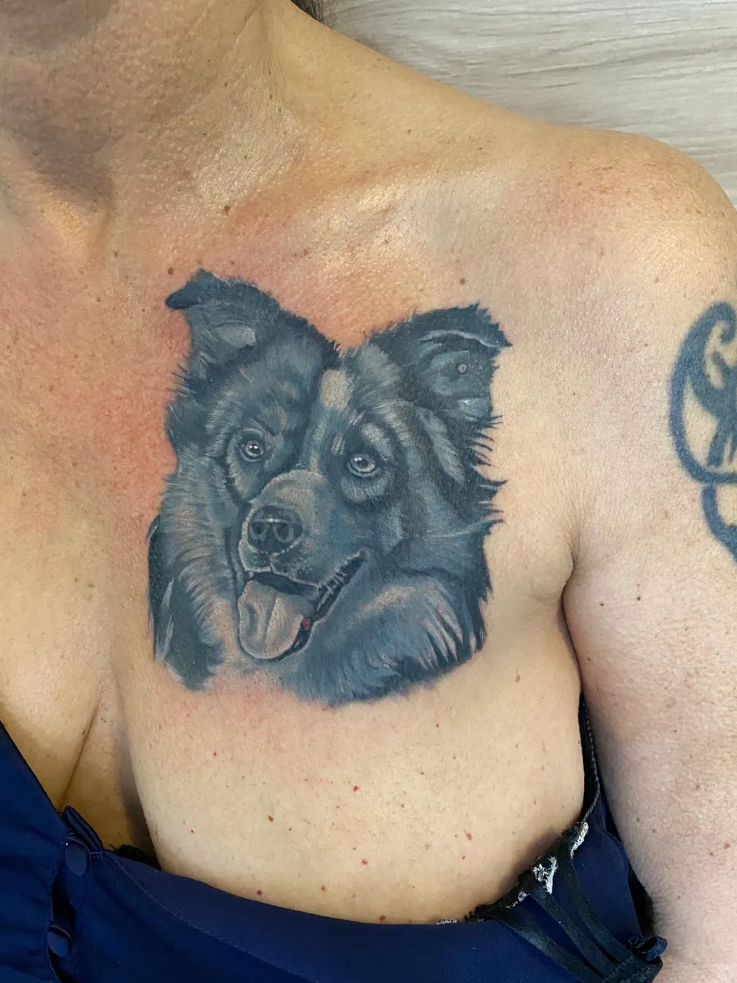Realistisches Hundeportrait eines Border Collies auf der Brust — Han, Alpenstich